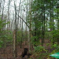 5 ac - Small Hunting Tract images 6