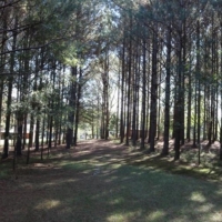 30 Acres in Neshoba County on Hwy 15 in Philadelphia  MS images 3