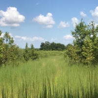 125 Acres in Sunflower County in Indianola  MS images 2