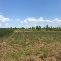125 Acres in Sunflower County in Indianola  MS images 3