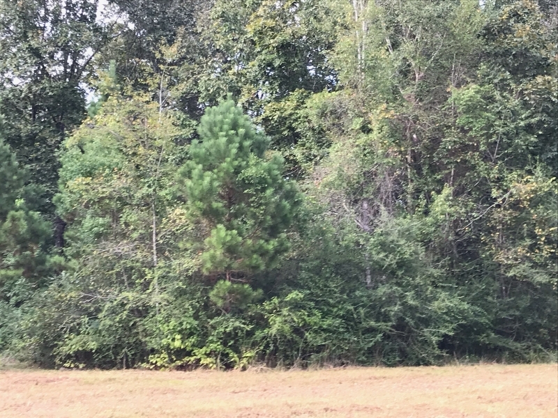 8.33 Acres in Jefferson Davis County in Carson  MS featured image