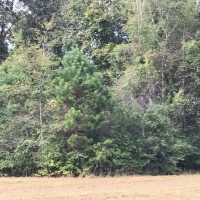 8.33 Acres in Jefferson Davis County in Carson  MS