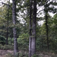 8.33 Acres in Jefferson Davis County in Carson  MS images 2