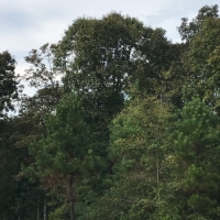 8.33 Acres in Jefferson Davis County in Carson  MS images 3