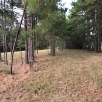 8.33 Acres in Jefferson Davis County in Carson  MS images 6