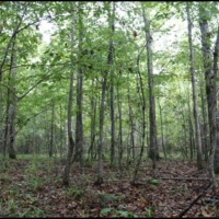 15 Acres in Attala County in Kosciusko  MS