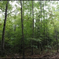 15 Acres in Attala County in Kosciusko  MS images 2