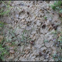 15 Acres in Attala County in Kosciusko  MS images 3