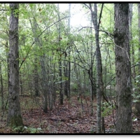 15 Acres in Attala County in Kosciusko  MS images 5