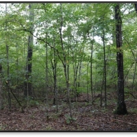 15 Acres in Attala County in Kosciusko  MS images 6
