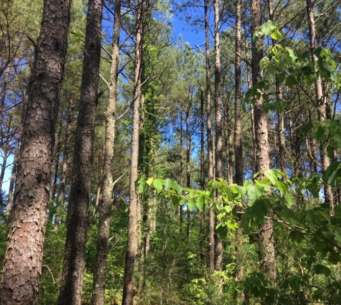 20 Acres in Yazoo County in Yazoo City  MS featured image