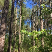 20 Acres in Yazoo County in Yazoo City  MS