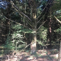 20 Acres in Yazoo County in Yazoo City  MS images 2