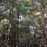 20 Acres in Yazoo County in Yazoo City  MS images 3