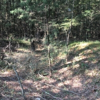 20 Acres in Yazoo County in Yazoo City  MS images 4