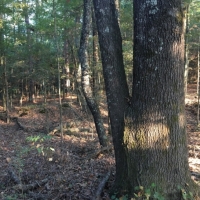 20 Acres in Yazoo County in Yazoo City  MS images 5