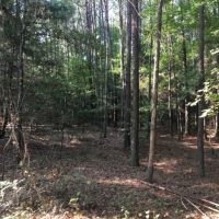 20 Acres in Yazoo County in Yazoo City  MS images 6