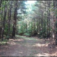 192 Acres in Montgomery County in Winona  MS images 4