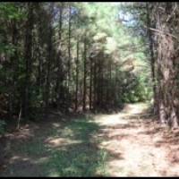 192 Acres in Montgomery County in Winona  MS images 5