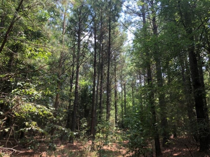 162 Acres in Lafayette County in Abbeville  MS featured image