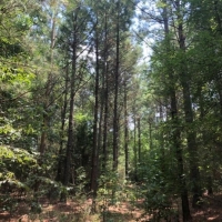 162 Acres in Lafayette County in Abbeville  MS