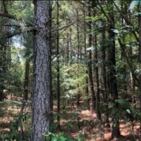 162 Acres in Lafayette County in Abbeville  MS images 2