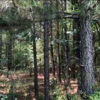162 Acres in Lafayette County in Abbeville  MS images 3