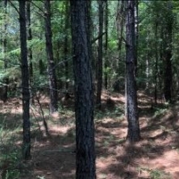 162 Acres in Lafayette County in Abbeville  MS images 4