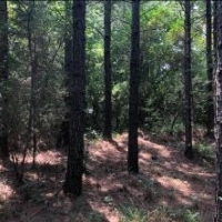 162 Acres in Lafayette County in Abbeville  MS images 5