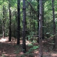 162 Acres in Lafayette County in Abbeville  MS images 6