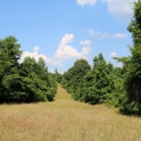 60 Acres in Yazoo County in Yazoo City  MS images 2