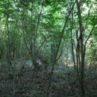 60 Acres in Yazoo County in Yazoo City  MS images 4