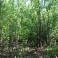 60 Acres in Yazoo County in Yazoo City  MS images 5