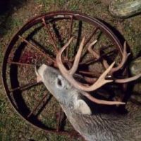 Guided Trophy Hunts with Lodging and Fishing
