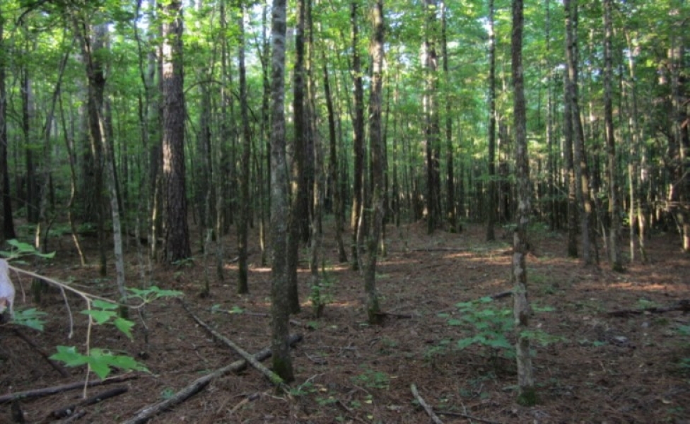 20 Acres in Alcorn County in Rienzi  MS featured image