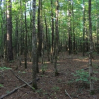 20 Acres in Alcorn County in Rienzi  MS