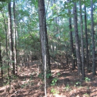20 Acres in Alcorn County in Rienzi  MS images 3