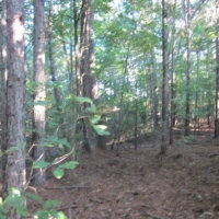 20 Acres in Alcorn County in Rienzi  MS images 4