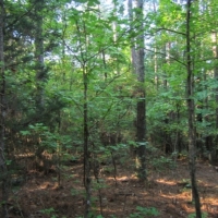 20 Acres in Alcorn County in Rienzi  MS images 5