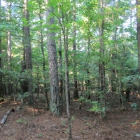 20 Acres in Alcorn County in Rienzi  MS images 6