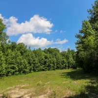 355 Acres with a Home in Jasper County in Vossburg  MS images 5