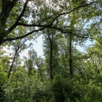 355 Acres with a Home in Jasper County in Vossburg  MS images 6