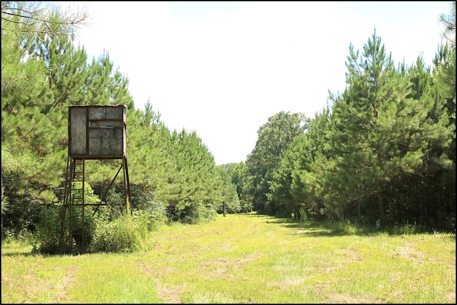 37.66 Acres in Hinds County in Utica  MS featured image