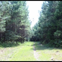 37.66 Acres in Hinds County in Utica  MS images 4