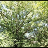 37.66 Acres in Hinds County in Utica  MS images 6