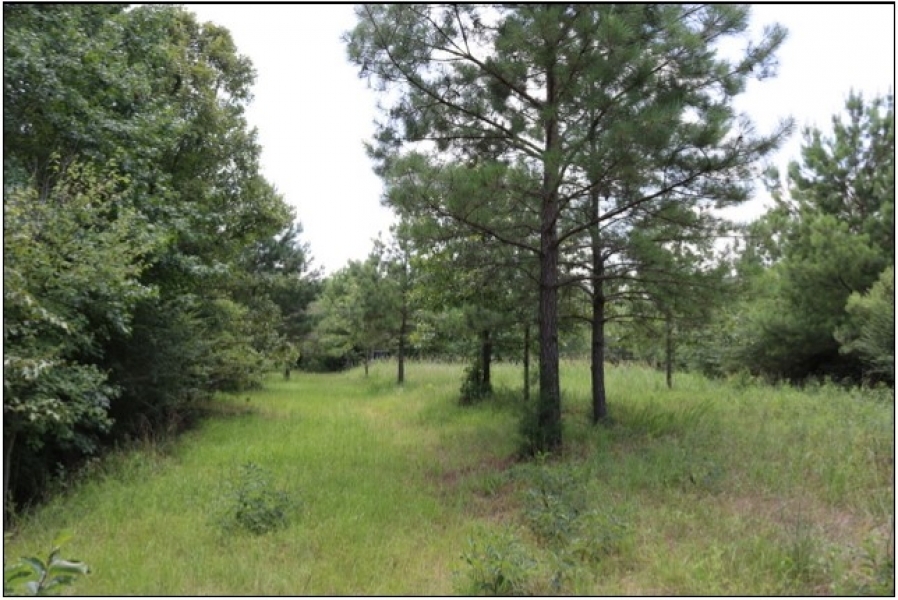 53 Acres in Winston County in Philadelphia  MS featured image
