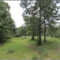 53 Acres in Winston County in Philadelphia  MS