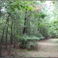 53 Acres in Winston County in Philadelphia  MS images 6