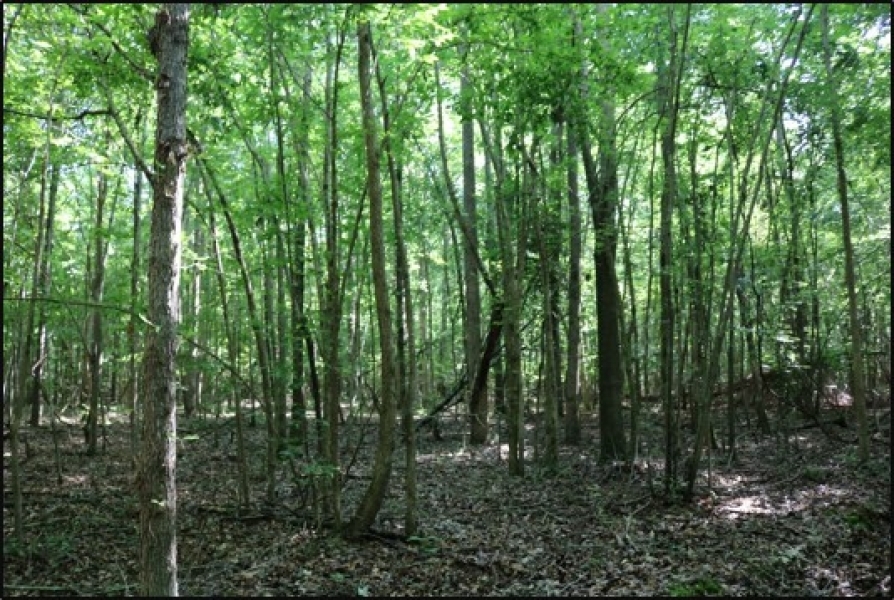 22.6 Acres in Newton County in Conehatta  MS featured image