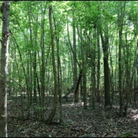 22.6 Acres in Newton County in Conehatta  MS